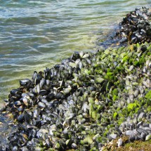 Mussels in the Bahia Lapataia
